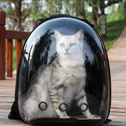 Pet Travel Backpack – Transparent Carrier for Cat